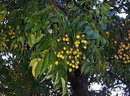 Bead tree,Cape lilac,persian lilac,white cedar ,Texas umbrella,pride of india
